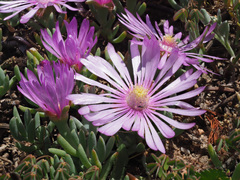 Lampranthus debilis