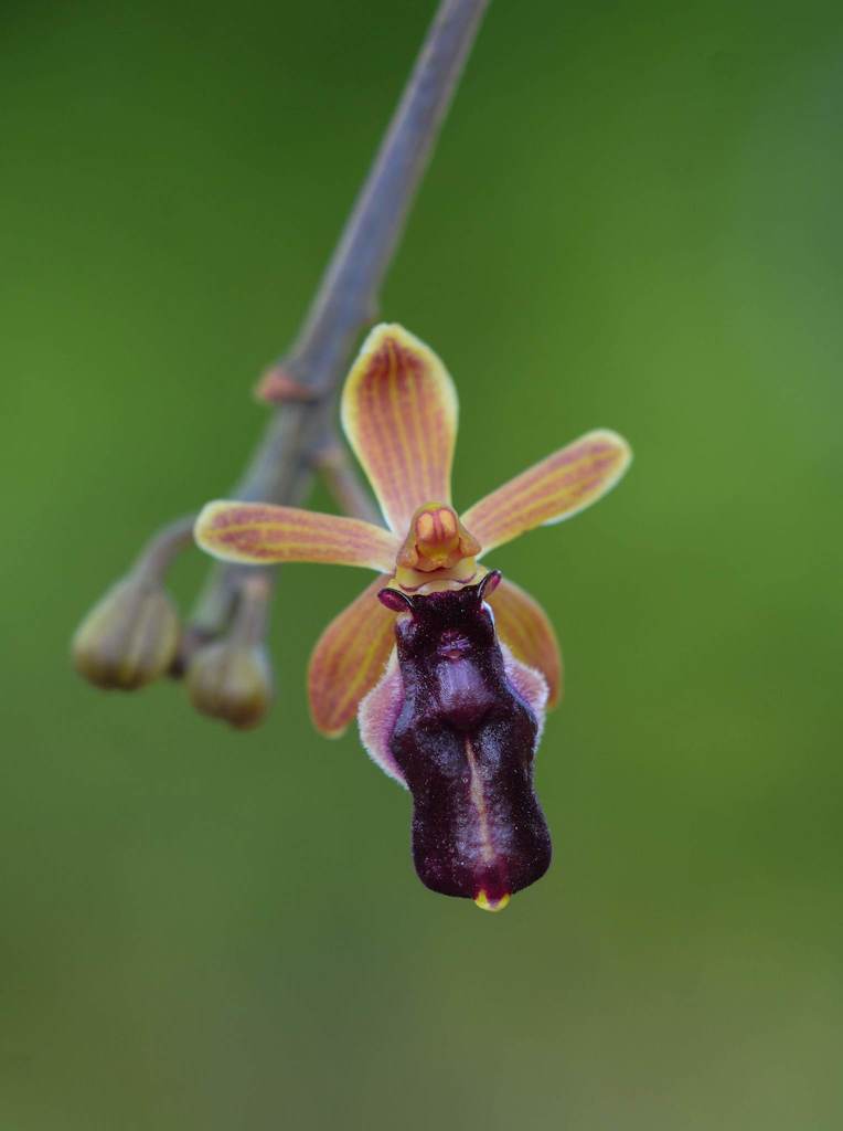 Cottonia peduncularis