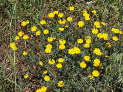 Leysera gnaphalodes