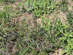 Cysticapnos cracca