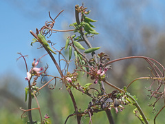 Cysticapnos cracca