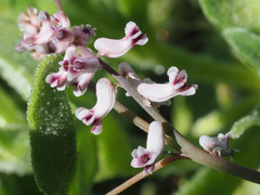 Cysticapnos cracca