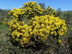 Euryops thunbergii