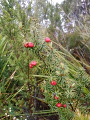 Leptecophylla pogonocalyx