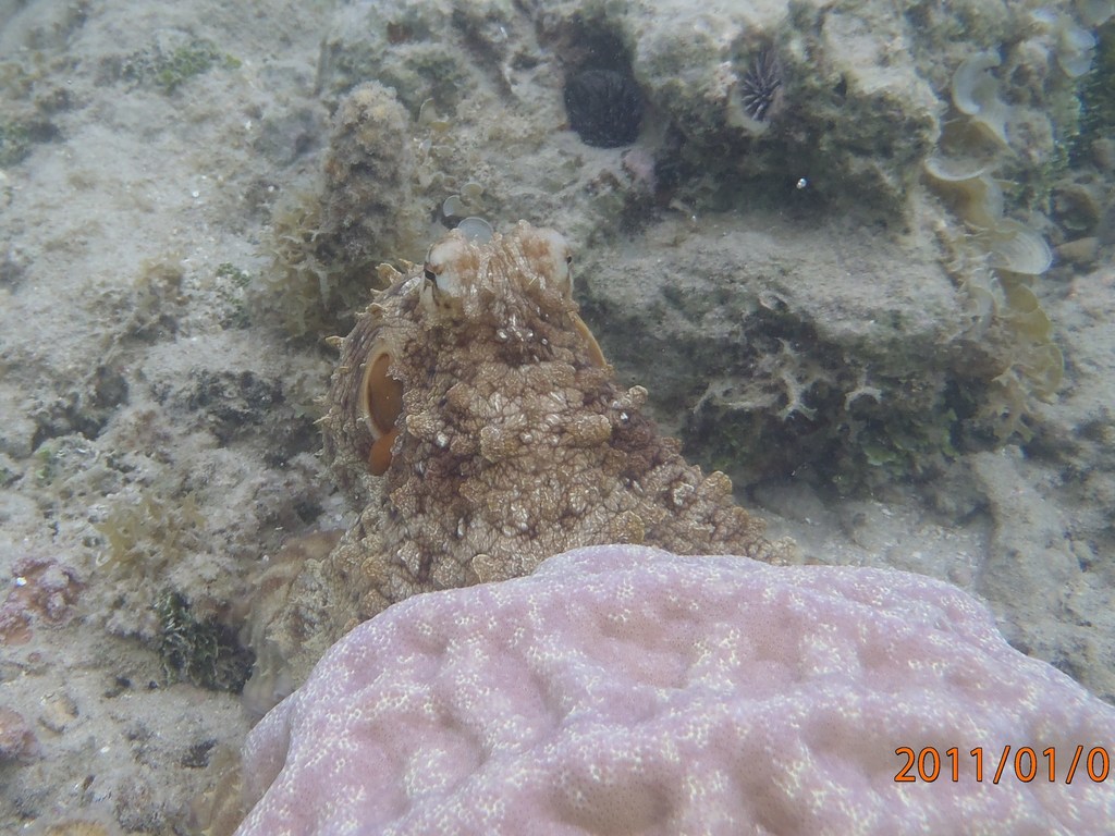 big blue octopus