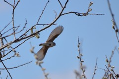 Curruca communis