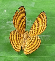 Zemeros emesoides
