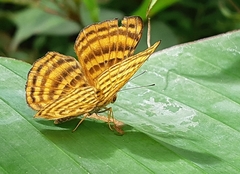 Zemeros emesoides