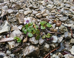 Viola serpentinicola
