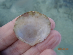 Scutarcopagia scobinata