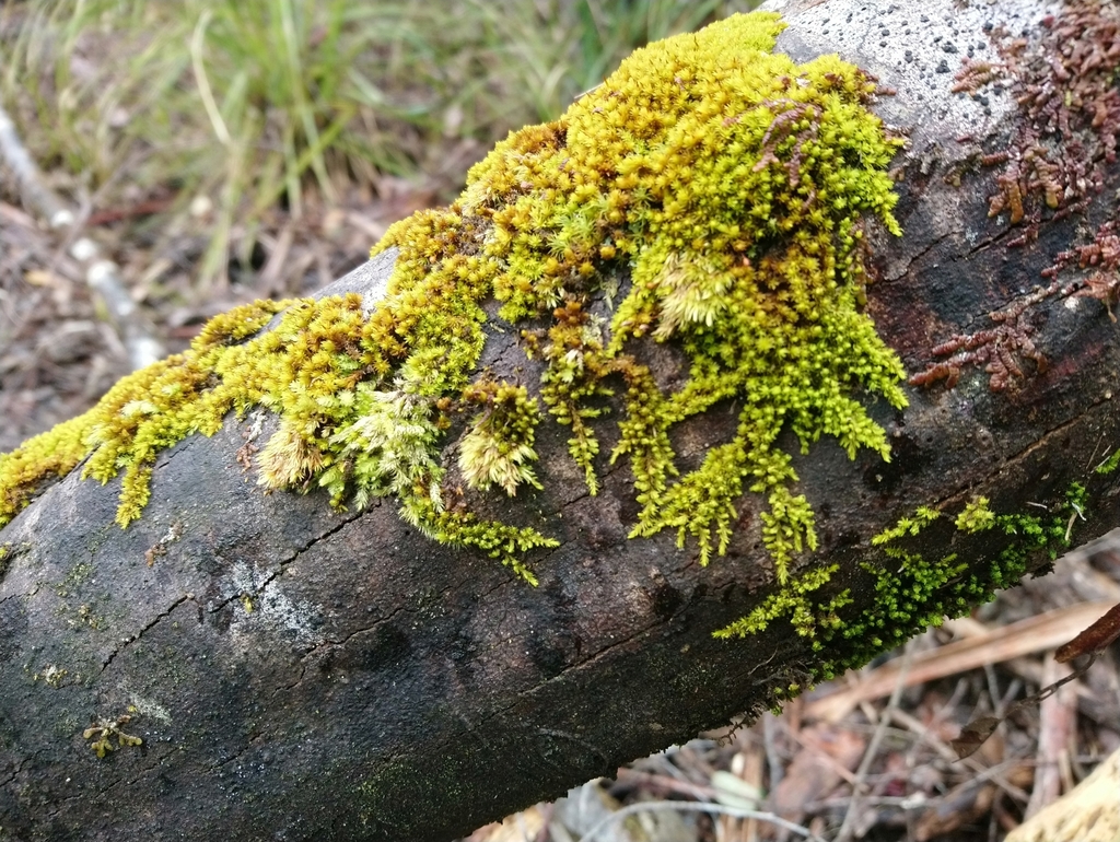 Macromitrium archeri