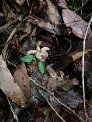 Chiloglottis gunnii