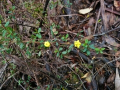 Hibbertia empetrifolia