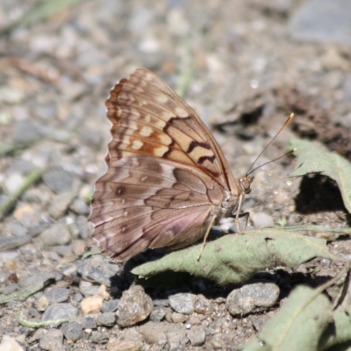 Tawny Emperor photo 6