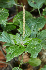 Acalypha multicaulis