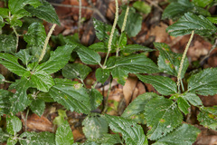 Acalypha multicaulis