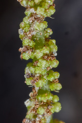 Acalypha multicaulis