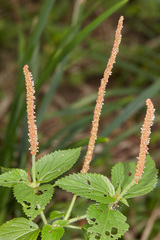 Acalypha multicaulis