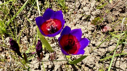 Insipid WInecup (Geissorhiza mathewsii)