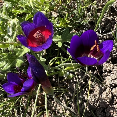 Geissorhiza mathewsii