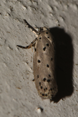 Pelosia amaurobapha