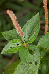 Acalypha multicaulis