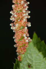 Acalypha multicaulis
