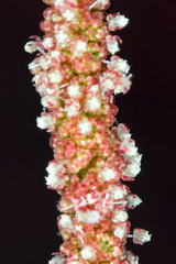 Acalypha multicaulis