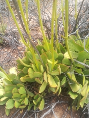 Cotyledon cuneata
