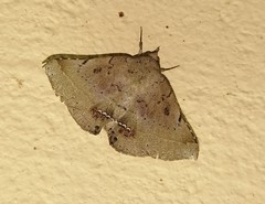Macaldenia
