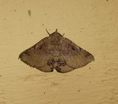 Macaldenia