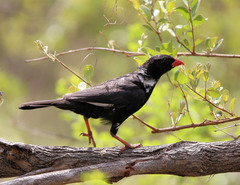 Bubalornis niger niger