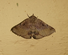 Macaldenia