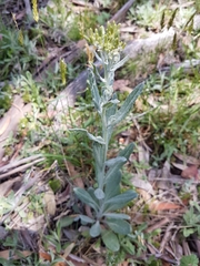 Senecio gunnii