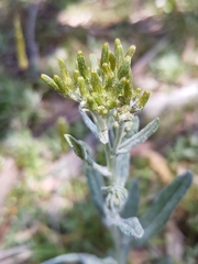 Senecio gunnii