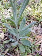 Senecio gunnii