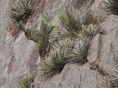 Hechtia mapimiana