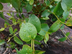 Eucalyptus brookeriana