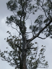 Eucalyptus brookeriana