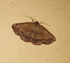 Blasticorhinus