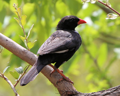 Bubalornis niger niger