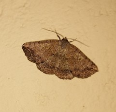 Blasticorhinus