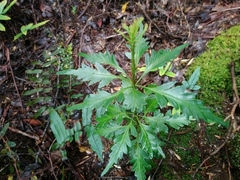 Phyllocladus aspleniifolius