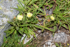 Schlagintweitia intybacea