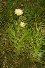 Schlagintweitia intybacea