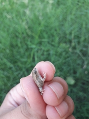 Duttaphrynus stomaticus