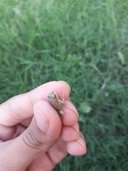 Duttaphrynus stomaticus