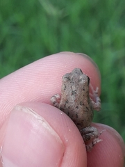 Duttaphrynus stomaticus