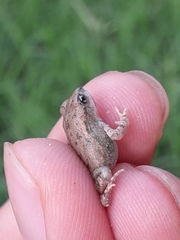 Duttaphrynus stomaticus