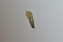 Tinea pallescentella